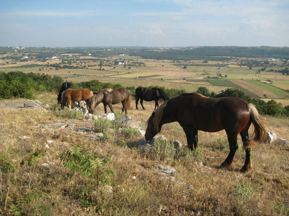 Le Dimore Della Via Lattea Alberobello Bagian luar foto